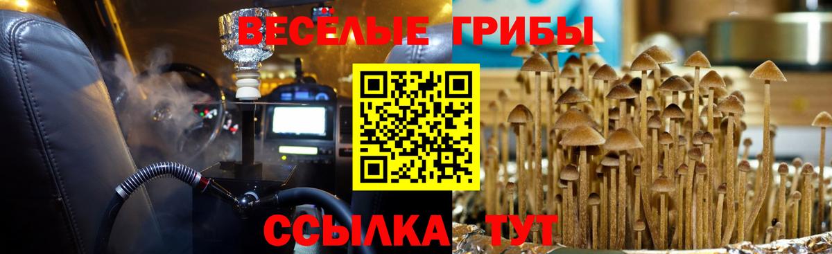 Галлюциногенные грибы Psilocybine cubensis Чернушка